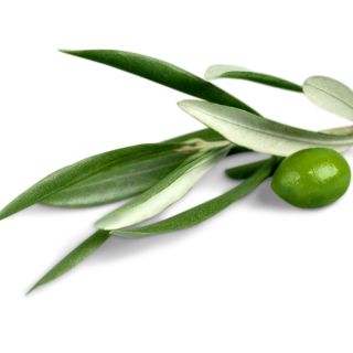 Extract din frunze de măslin